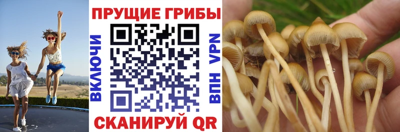 наркотики Кропоткин Псилоцибиновые грибы Psilocybine cubensis